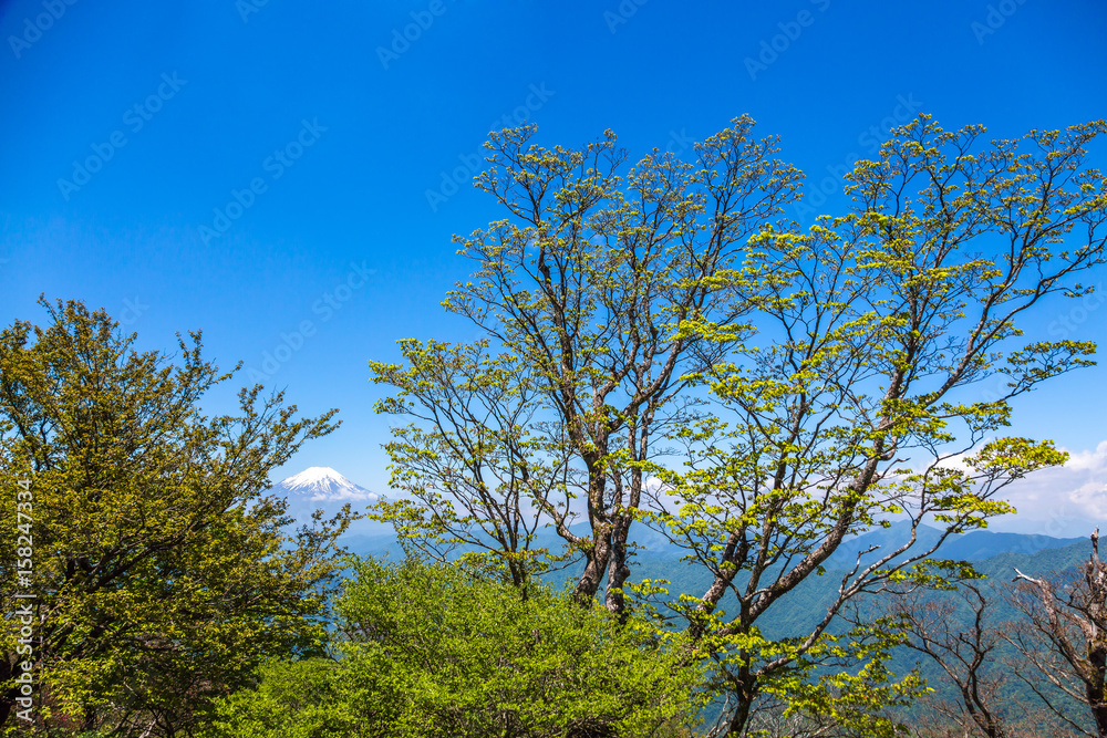 西丹沢から見る富士山