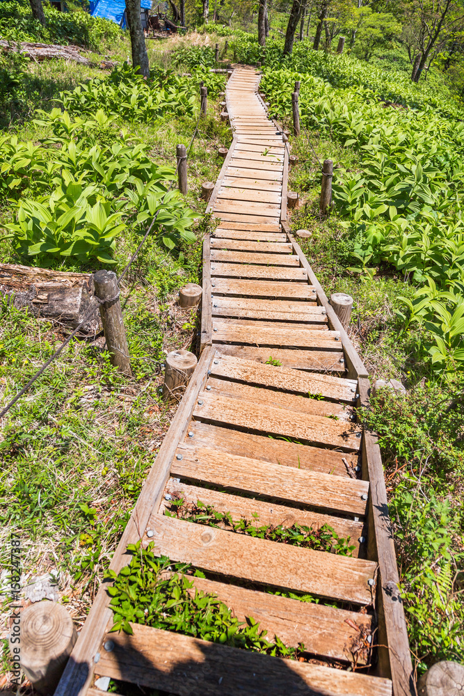 登山道