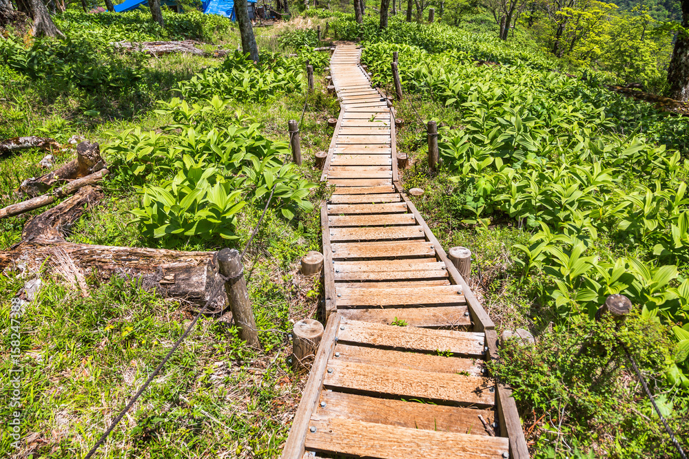 登山道