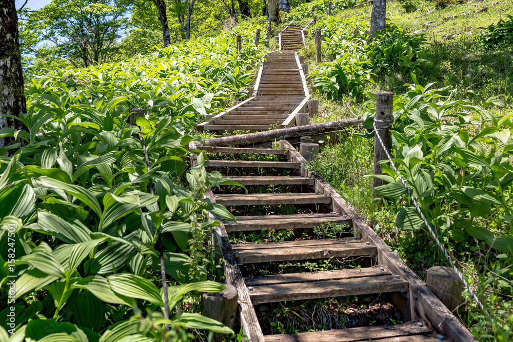 登山道