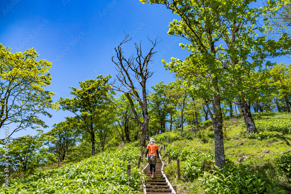 登山道