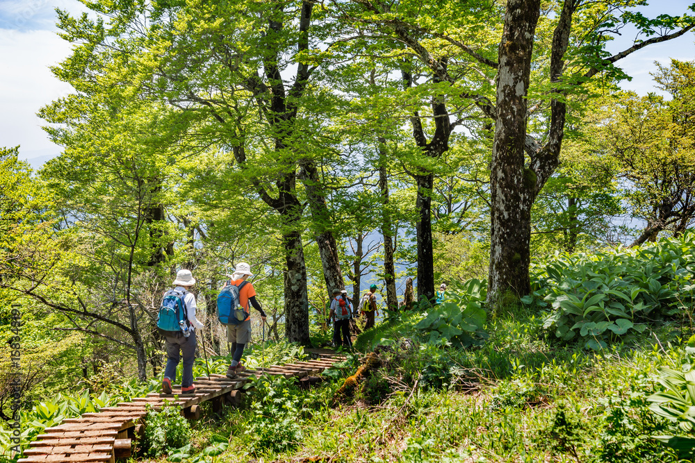 丹沢の登山道