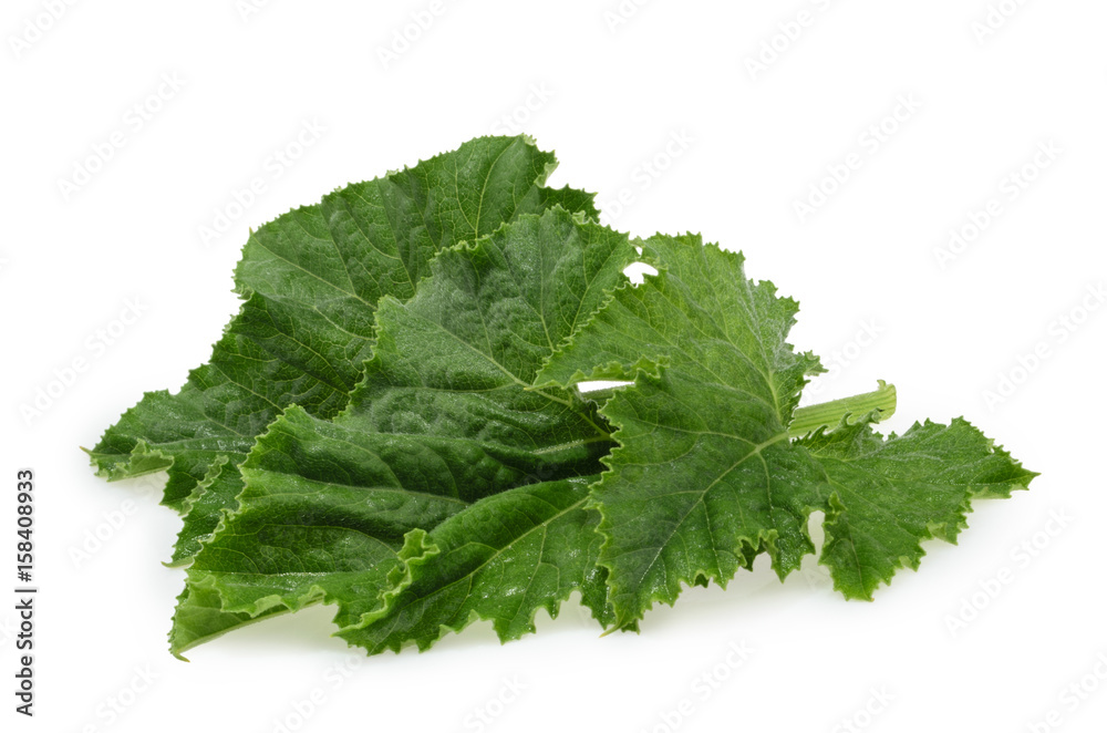 Close up green pumpkin leaf isolated on white