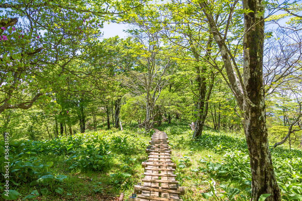 丹沢の登山道