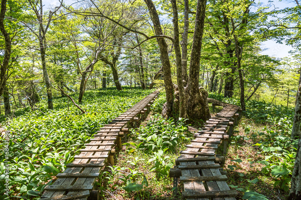 丹沢の登山道