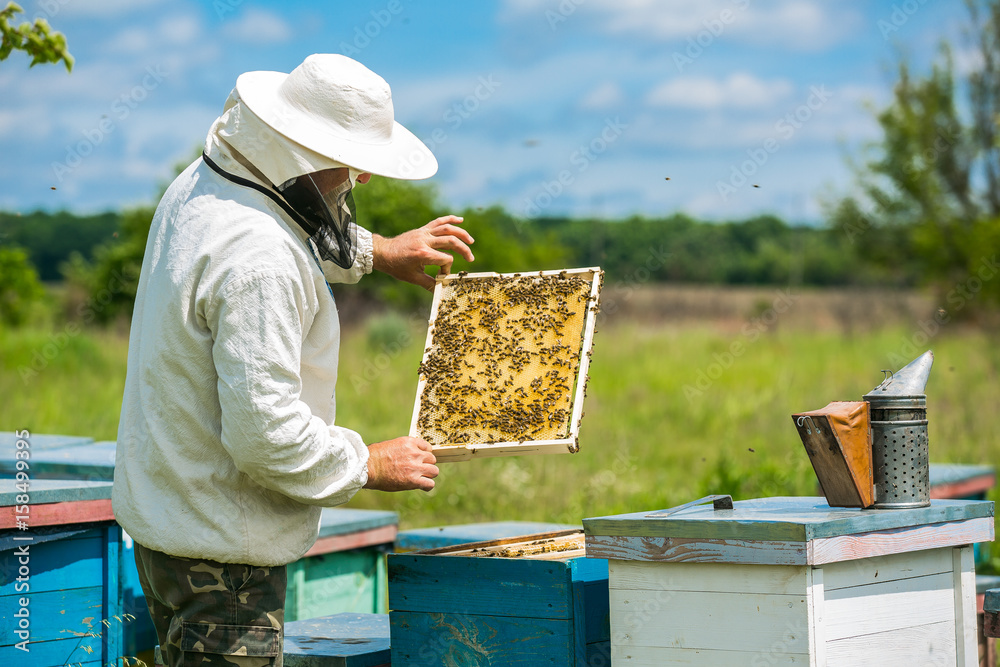 Beekeeper is working with bees and beehives on the apiary. Beekeeper on apiary.