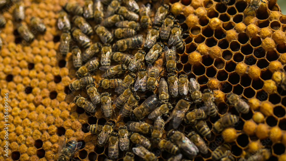 Hives in an apiary with bees flying to the landing boards in a green garden