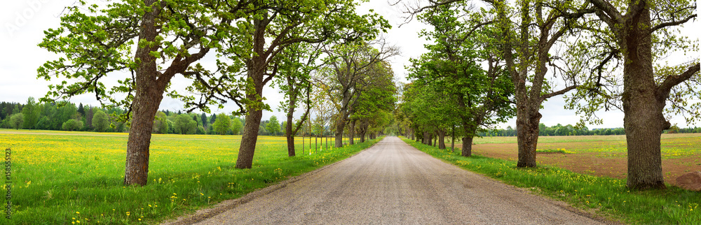 Asphalt road near a field with beautiful dandelion flowers