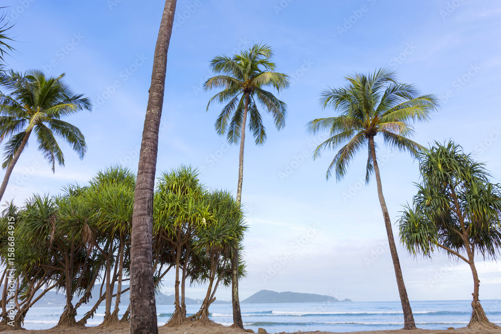 夏季海滩上的棕榈树。