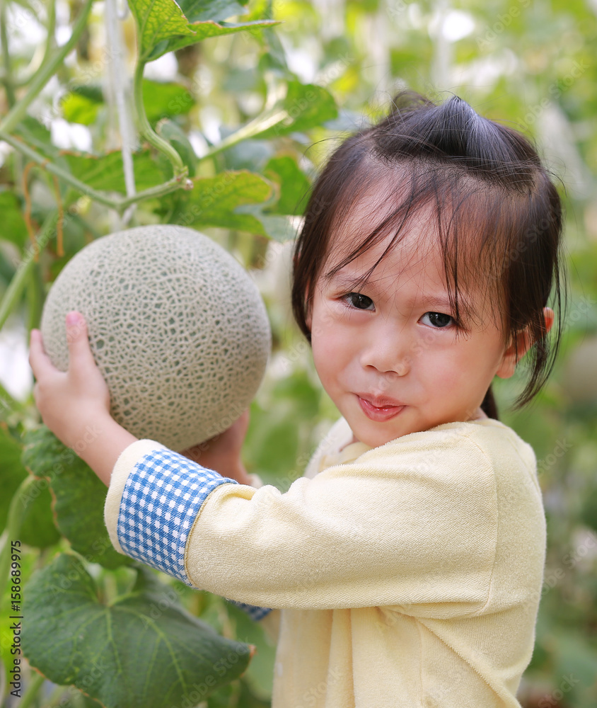 Little kid girl holding melon in greenhouse melon farm.