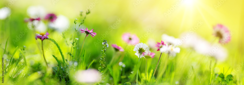 菊花盛开的绿色田野。地上粉色春花的特写