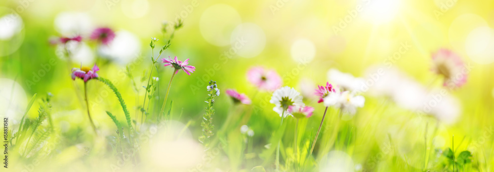 菊花盛开的绿色田野。地上粉色春花的特写