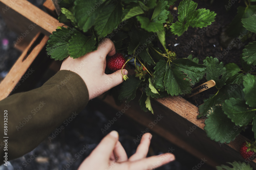 Hands picking organic fresh agricultural strawberry