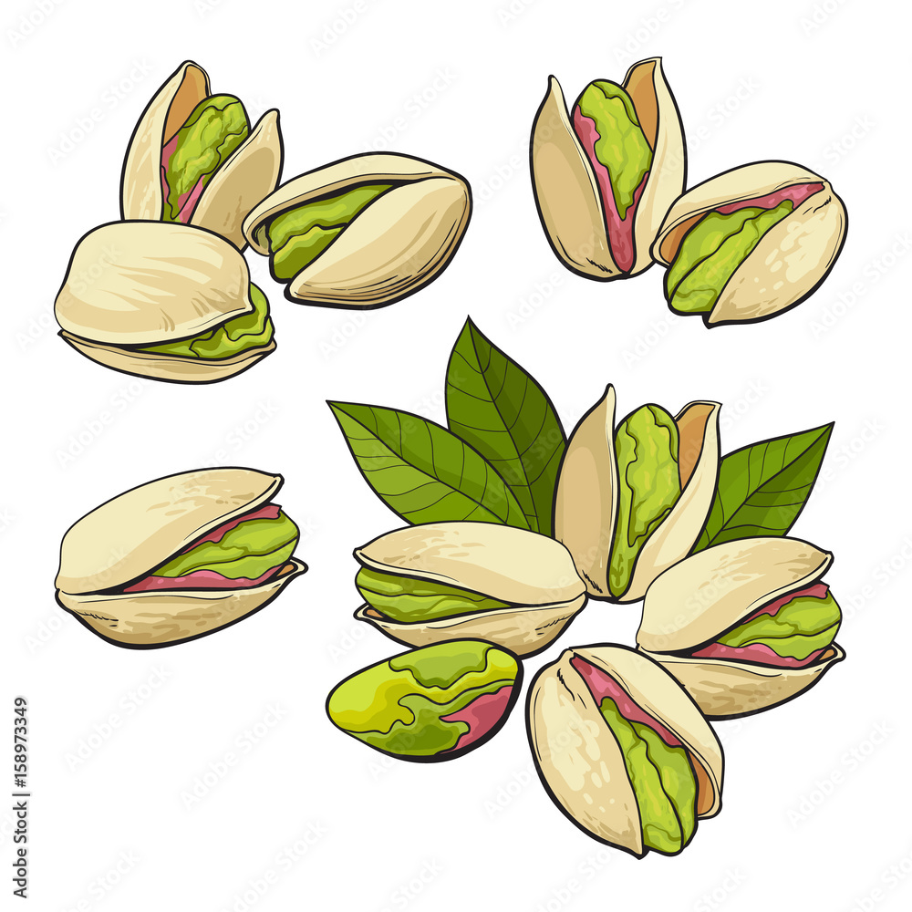 Set of pistachio nuts, single and grouped, sketch style vector illustration isolated on white backgr