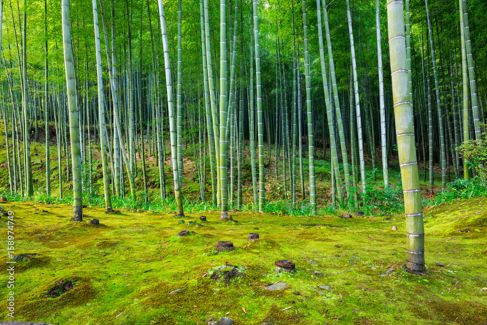 日本京都附近荒山的竹林