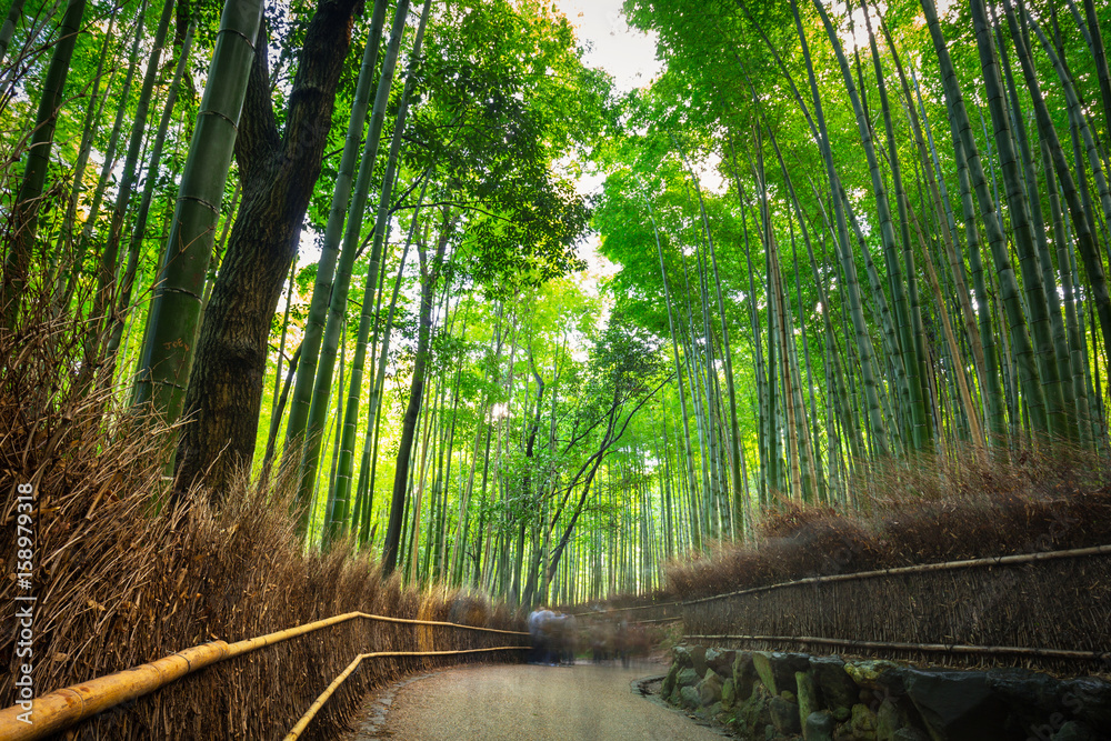 日本京都附近荒山的竹林