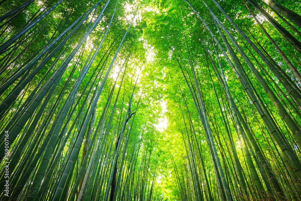 Bamboo forest of Arashiyama near Kyoto, Japan