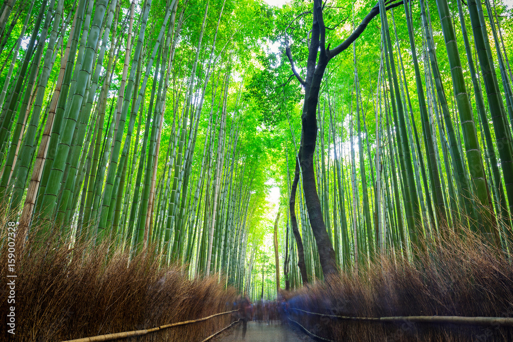 日本京都附近荒山的竹林