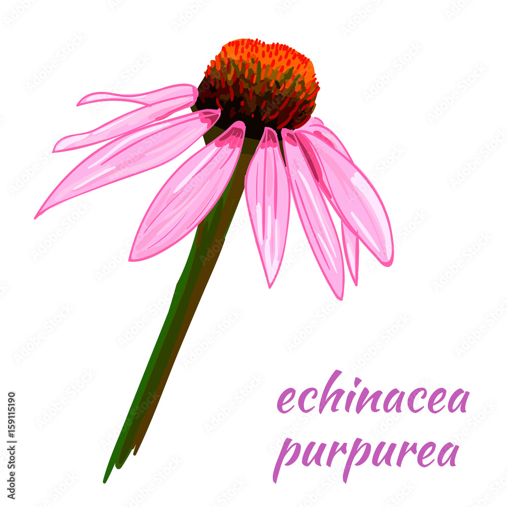 Echinacea purpurea VECTOR sketch. Hand drawn illustration. Flower.