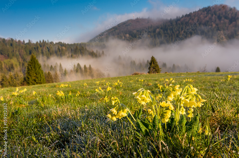 Morning panorama of Pieniny and Beskidy mountains, Poland landscape