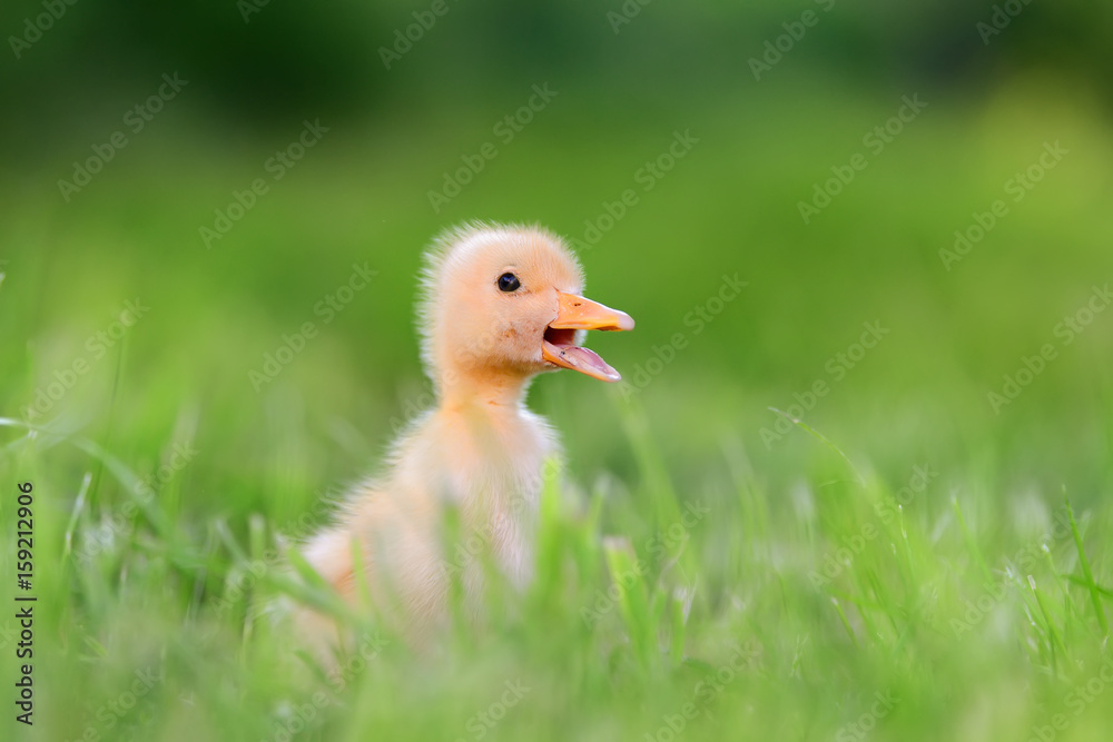 Little duckling on green grass