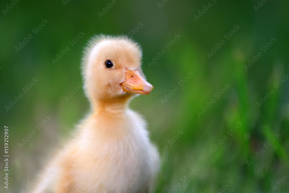 Little duckling on green grass