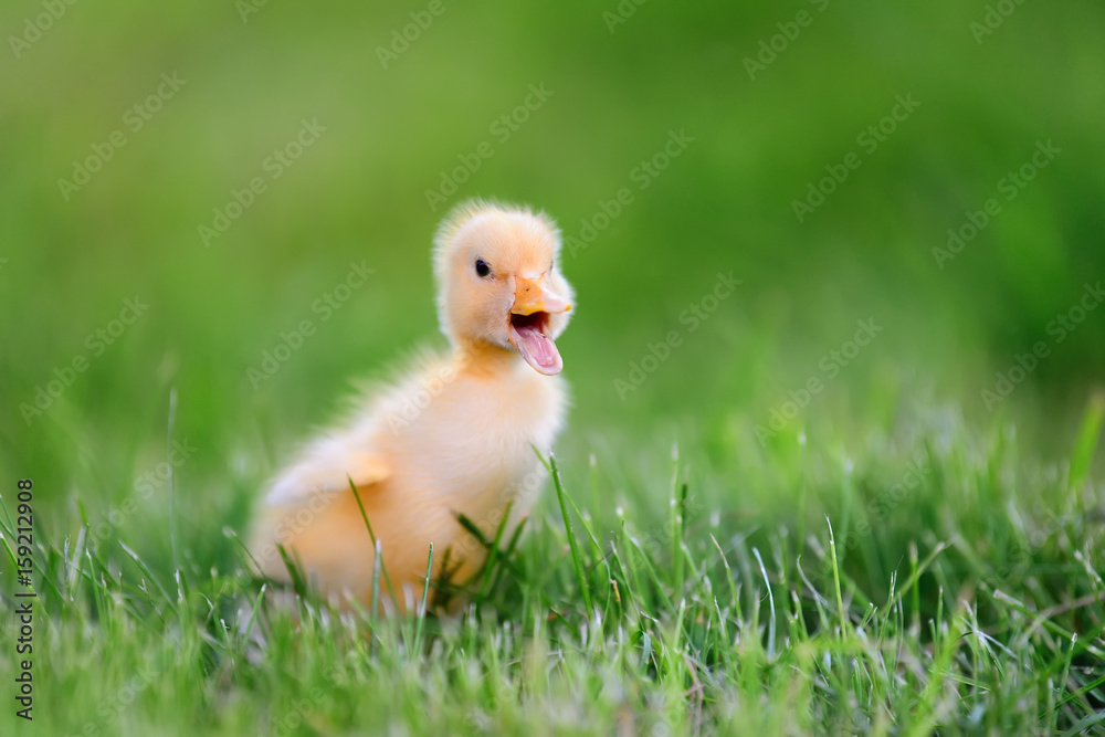 Little duckling on green grass