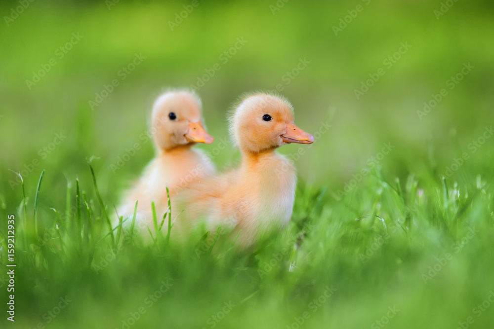 Two little duckling on green grass