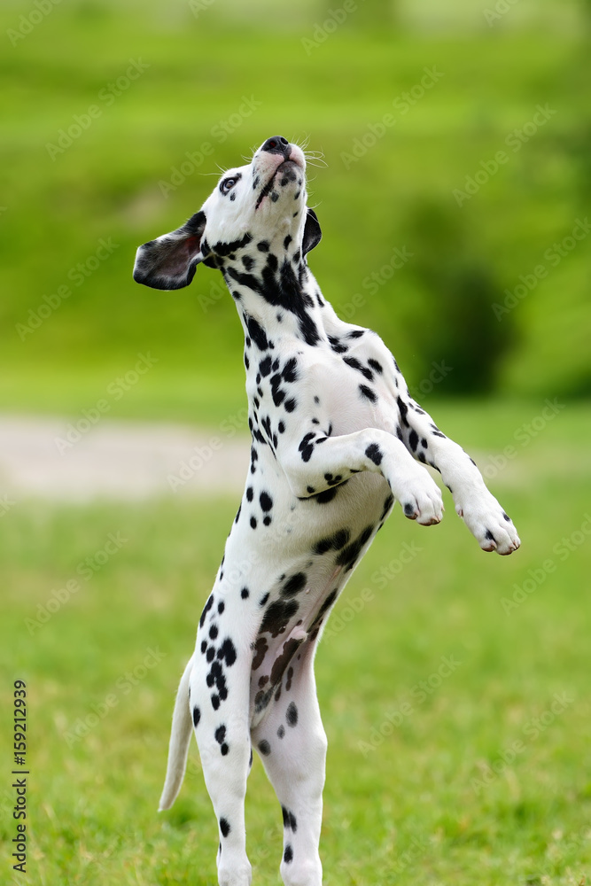 达尔马提亚犬夏季户外活动