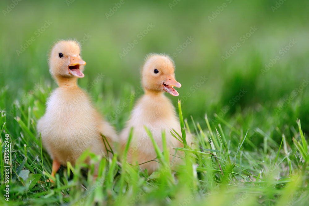 Two little duckling on green grass