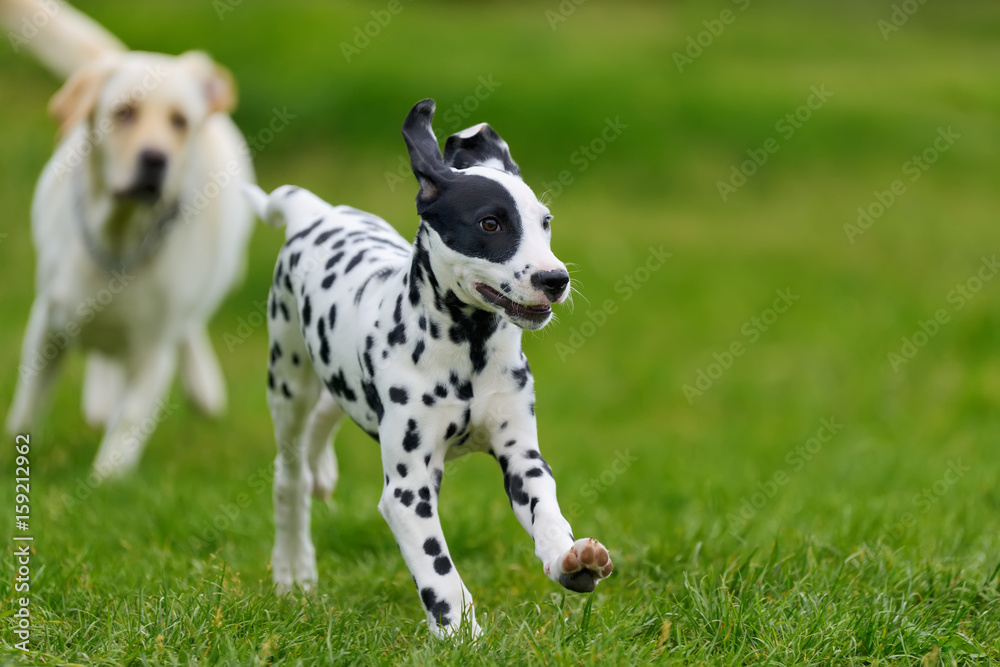 达尔马提亚犬夏季户外活动