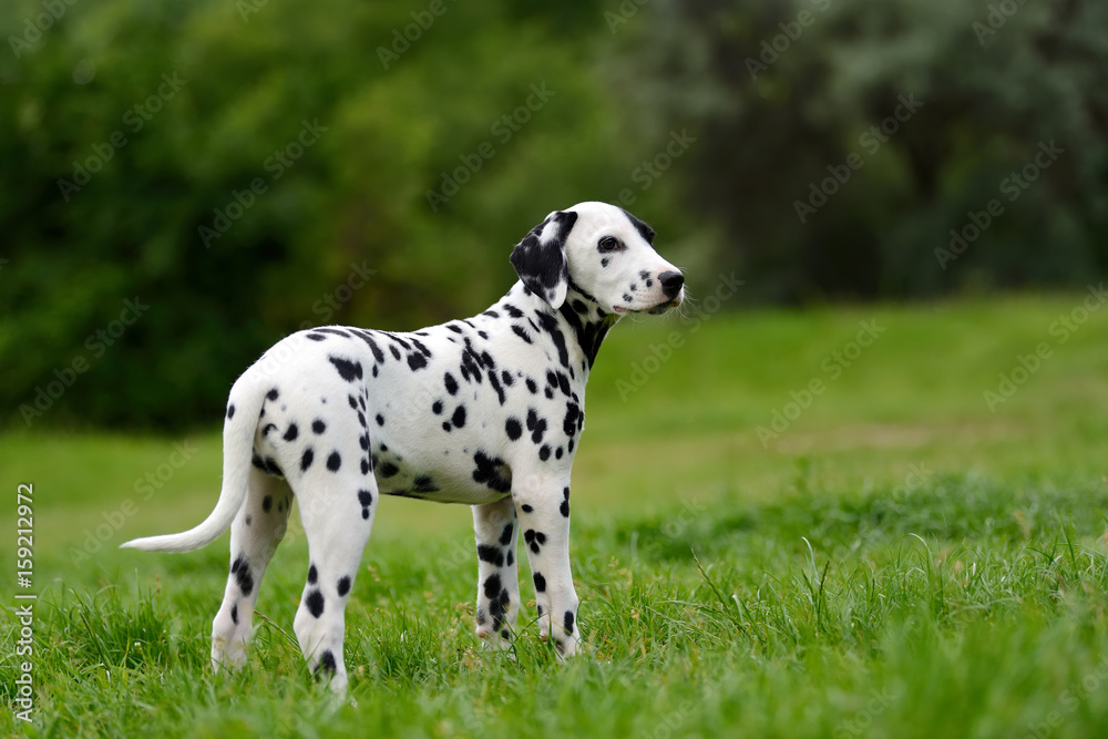 Dalmatian dog outdoors in summer