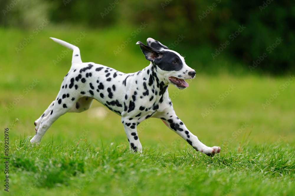 Dalmatian dog outdoors in summer