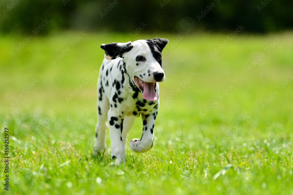 达尔马提亚犬夏季户外活动