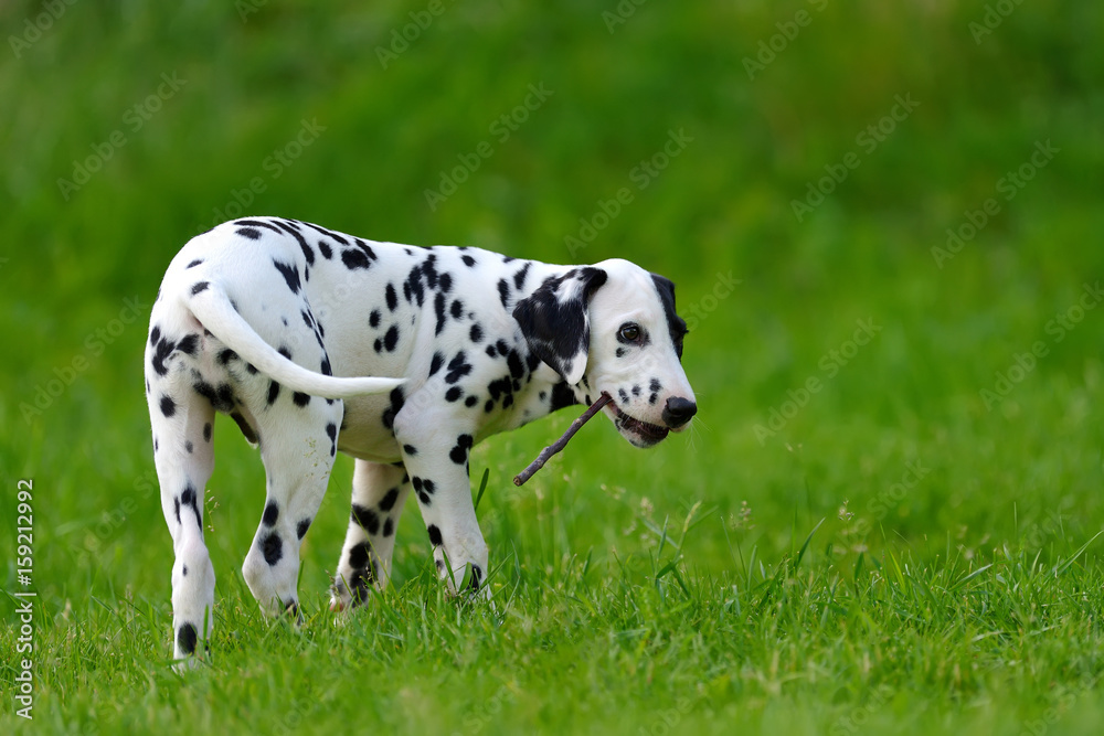 Dalmatian dog outdoors in summer