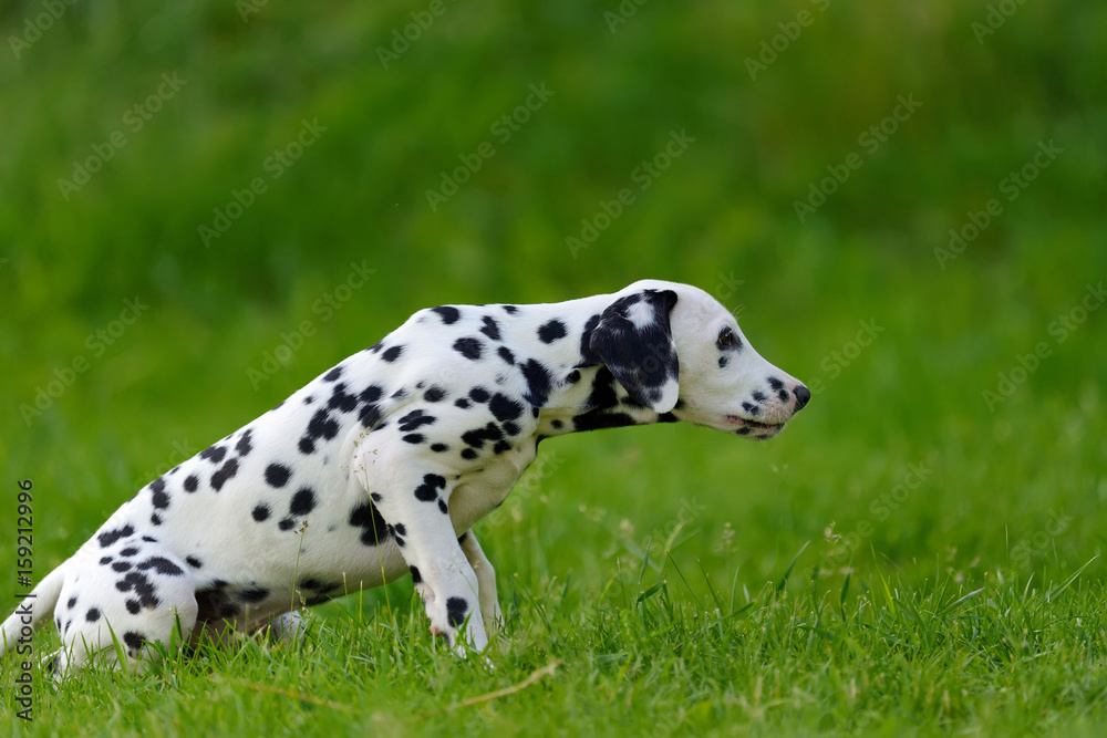 达尔马提亚犬夏季户外活动