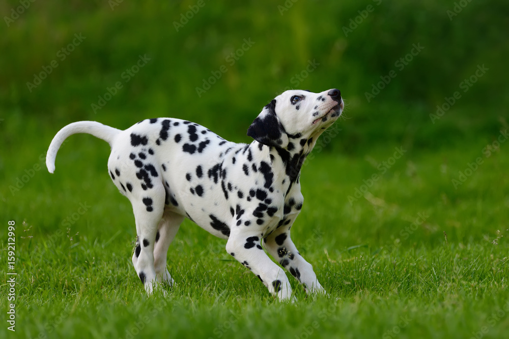 Dalmatian dog outdoors in summer