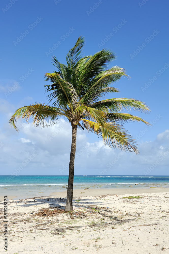 Palm trees at the beach