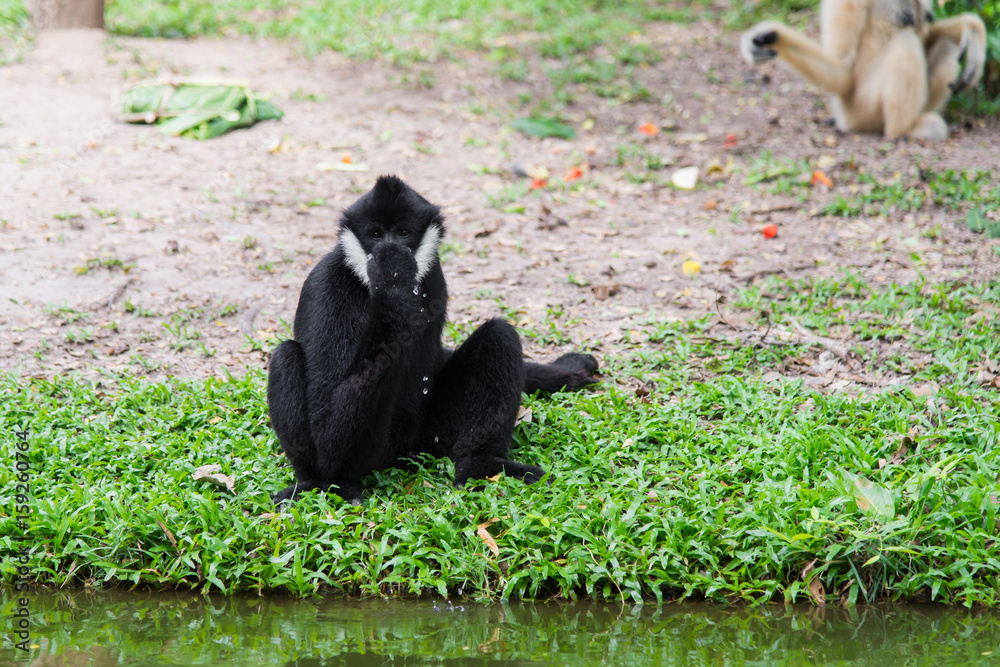 特写Siamang Gibbon