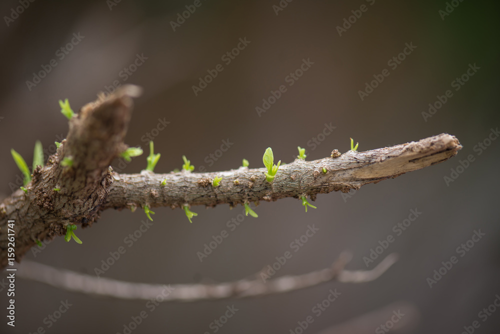 buds after the rain