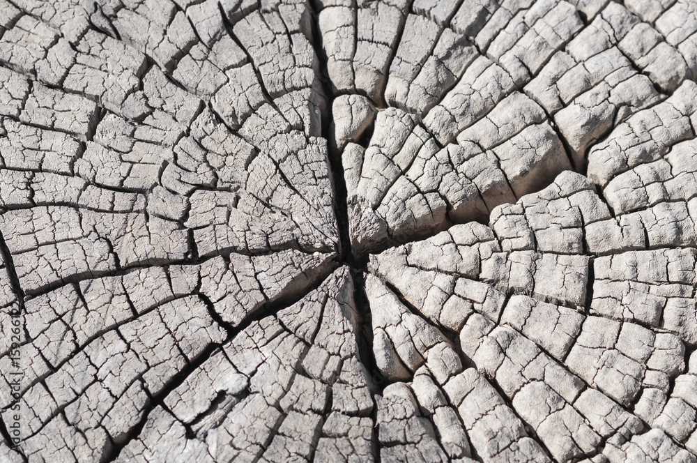 Holz Textur / Rustikaler grauer Holz Hintergrund mit Struktureffekt.