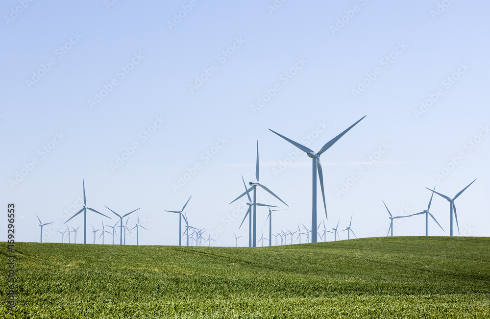 Windpark im Kornfeld