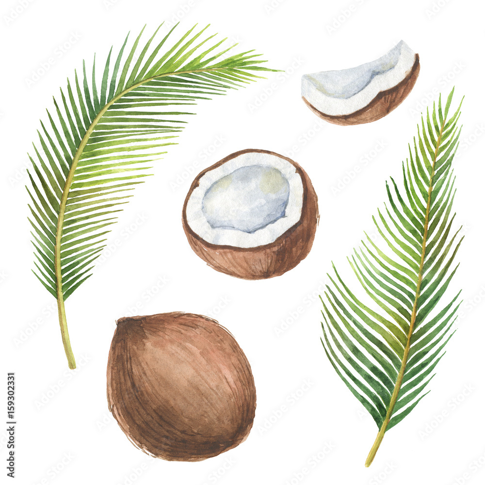 Watercolor organic set of coconut and palm trees isolated on white background.