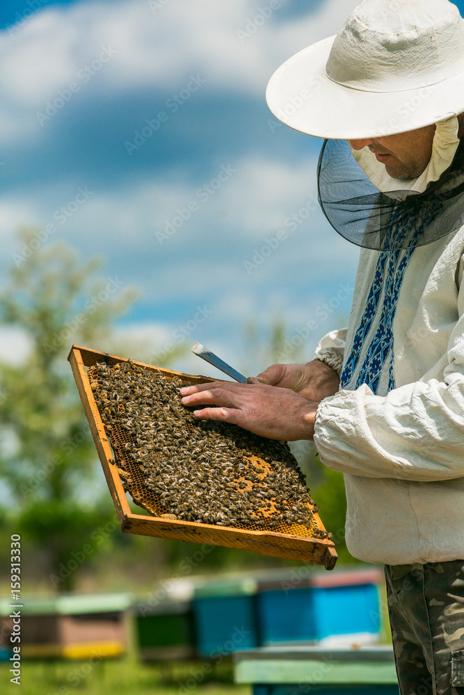 Beekeeper inspecting frame with honeycomb full of bees. Beekeeper at work. Bees on honeycombs.