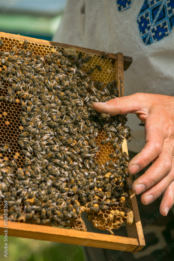 Hand of beekeeper is working with bees and beehives on the apiary. Bees on honeycombs. Frames of a b