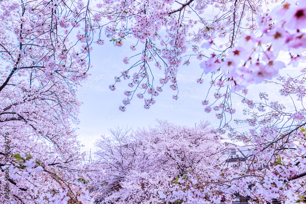 桜