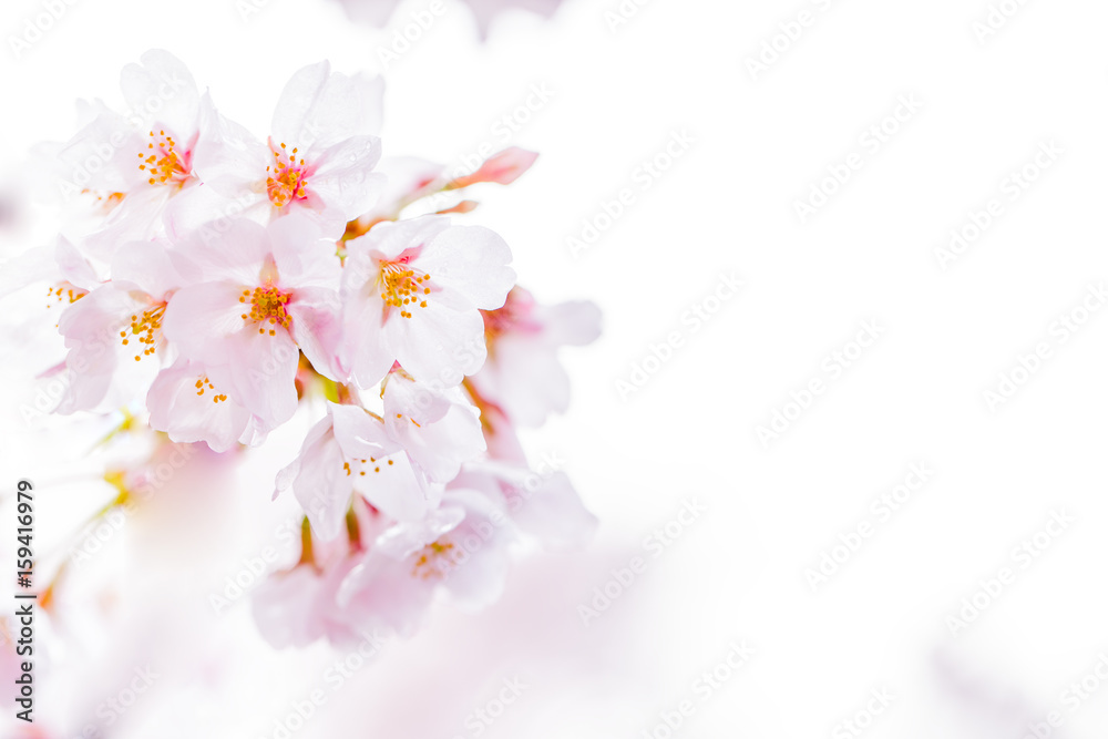 桜