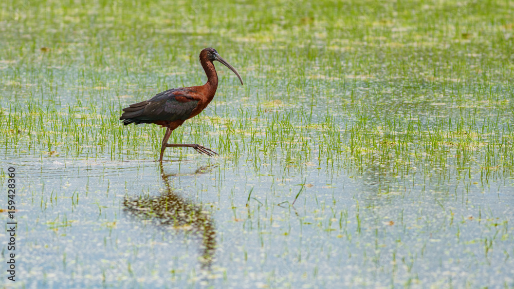 Ibis bird searching for food in rice field