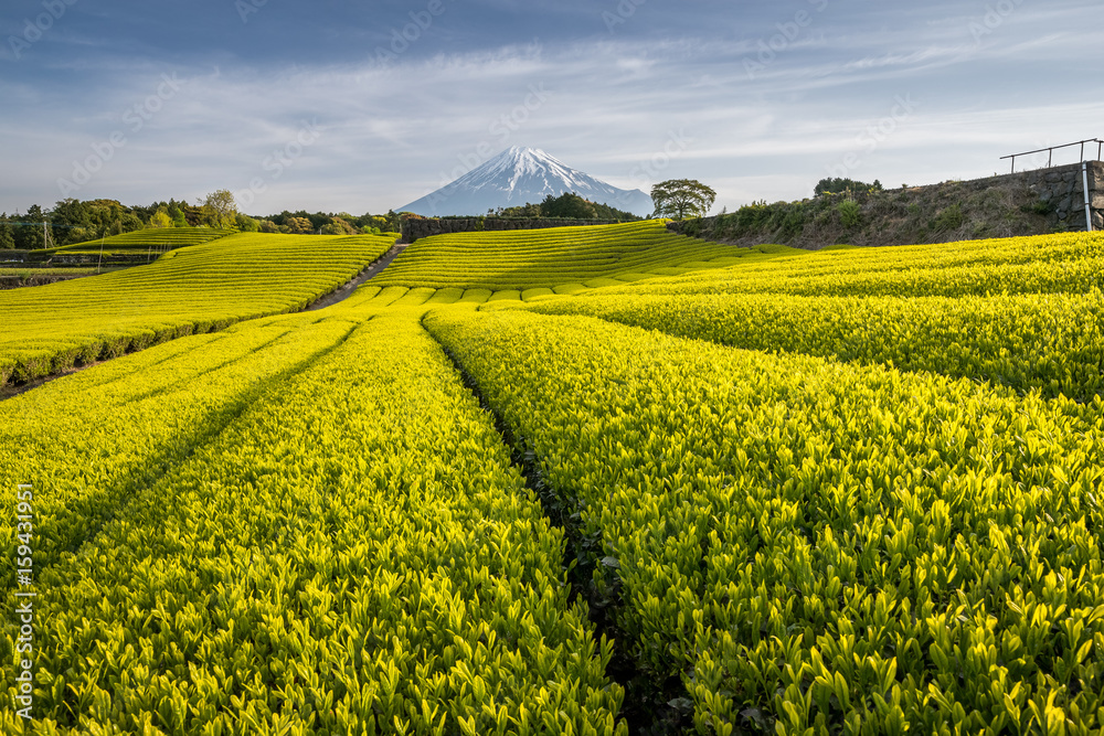 静冈县春天的茶园和富士山