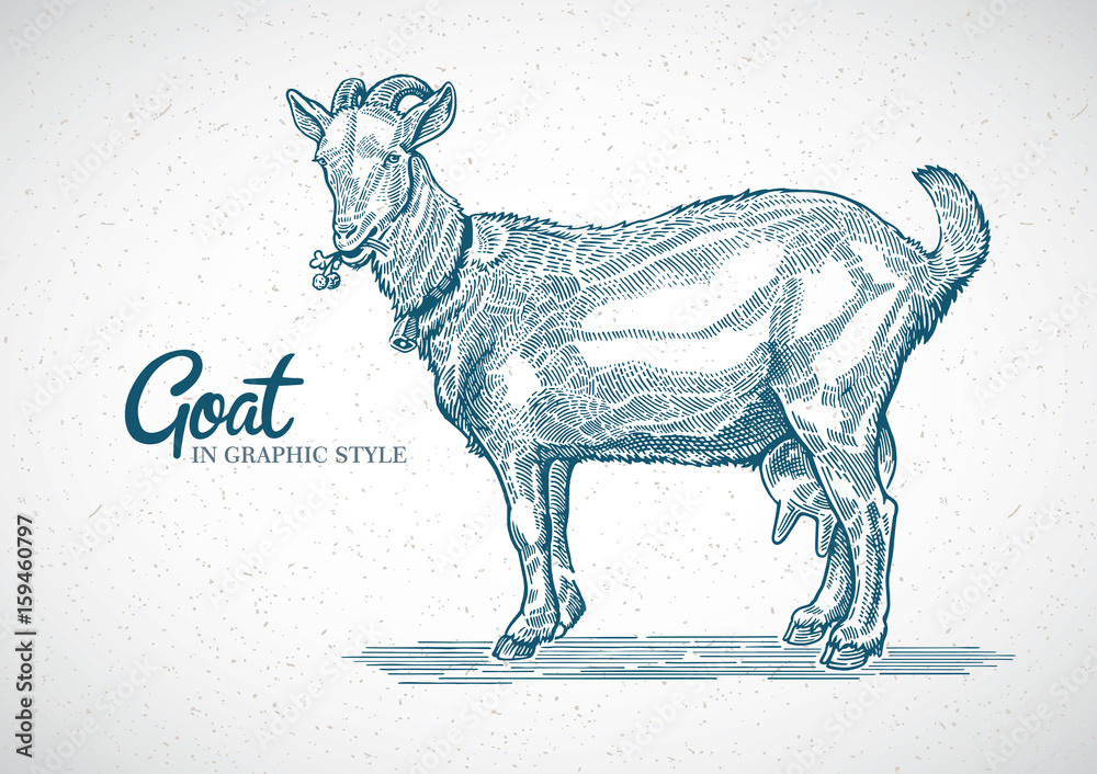 Goat in graphic style. Hand drawn and converted to vector Illustration